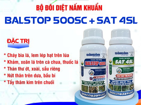 Quản lý bệnh thán thư hại ớt mùa mưa